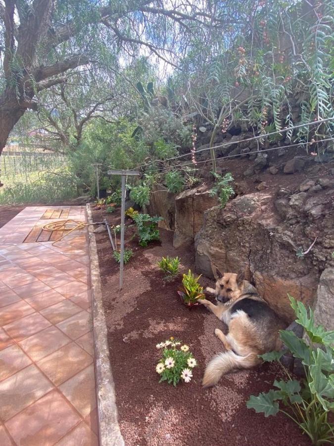 Casita Entre Vinedos, Experiencia Rural, Ideal Ninos. Tegueste Dış mekan fotoğraf