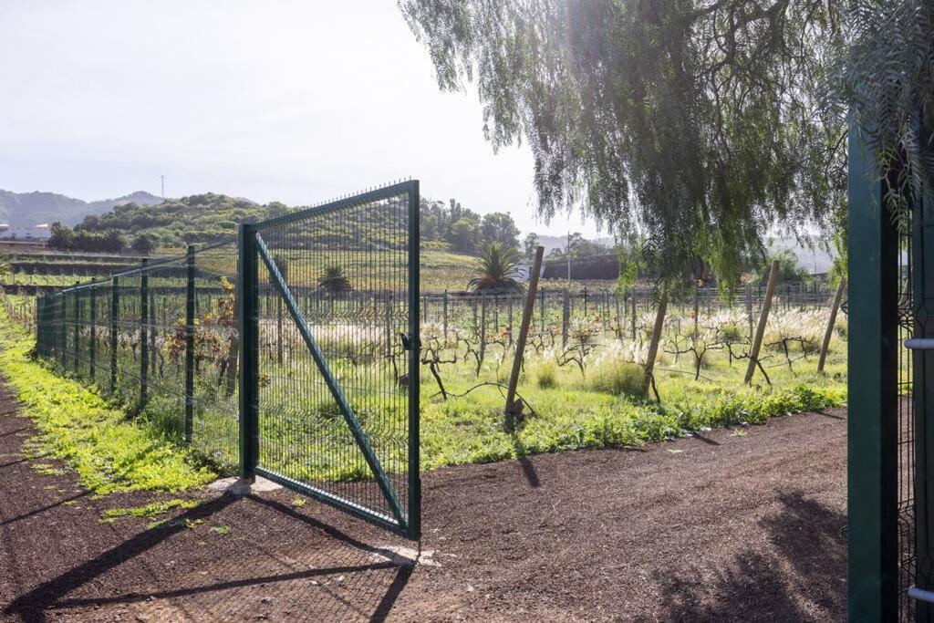 Casita Entre Vinedos, Experiencia Rural, Ideal Ninos. Tegueste Dış mekan fotoğraf