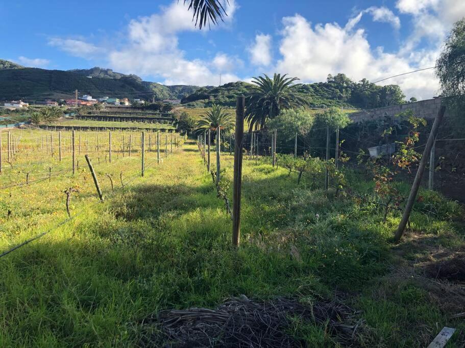 Casita Entre Vinedos, Experiencia Rural, Ideal Ninos. Tegueste Dış mekan fotoğraf